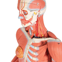 Load image into Gallery viewer, 3B Scientific 3/4 Life-Size Dual Sex Human Muscle Model on Metal Stand, 45-part - American Hospital Supply
