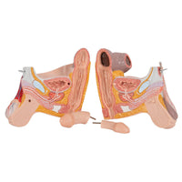Load image into Gallery viewer, 3B Scientific 3/4 Life-Size Dual Sex Human Muscle Model on Metal Stand, 45-part - American Hospital Supply
