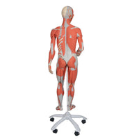Load image into Gallery viewer, 3B Scientific 3/4 Life-Size Dual Sex Human Muscle Model on Metal Stand, 45-part - American Hospital Supply
