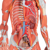 Load image into Gallery viewer, 3B Scientific 3/4 Life-Size Dual Sex Human Muscle Model on Metal Stand, 45-part - American Hospital Supply
