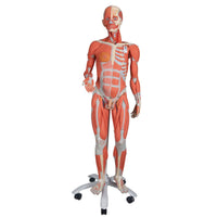 Load image into Gallery viewer, 3B Scientific 3/4 Life-Size Dual Sex Human Muscle Model on Metal Stand, 45-part - American Hospital Supply
