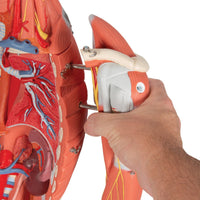 Load image into Gallery viewer, 3B Scientific 3/4 Life-Size Dual Sex Human Muscle Model on Metal Stand, 45-part - American Hospital Supply
