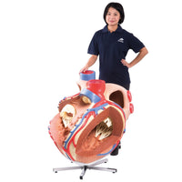 Load image into Gallery viewer, 3B Scientific Giant Human Heart Model, 8 times Life-Size - American Hospital Supply
