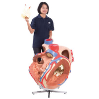 Load image into Gallery viewer, 3B Scientific Giant Human Heart Model, 8 times Life-Size - American Hospital Supply
