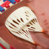 Load image into Gallery viewer, 3B Scientific Giant Human Heart Model, 8 times Life-Size - American Hospital Supply
