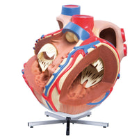 Load image into Gallery viewer, 3B Scientific Giant Human Heart Model, 8 times Life-Size - American Hospital Supply
