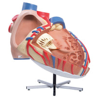 Load image into Gallery viewer, 3B Scientific Giant Human Heart Model, 8 times Life-Size - American Hospital Supply

