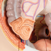Load image into Gallery viewer, 3B Scientific Life-Size Dual Sex Human Figure, Half Side with Muscles, 39 part - American Hospital Supply
