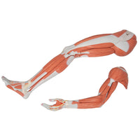 Load image into Gallery viewer, 3B Scientific Life-Size Dual Sex Human Figure, Half Side with Muscles, 39 part - American Hospital Supply
