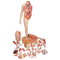 Load image into Gallery viewer, 3B Scientific Life-Size Dual Sex Human Figure, Half Side with Muscles, 39 part - American Hospital Supply
