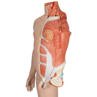 Load image into Gallery viewer, 3B Scientific Life-Size Dual Sex Human Figure, Half Side with Muscles, 39 part - American Hospital Supply
