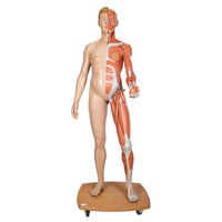 Load image into Gallery viewer, 3B Scientific Life-Size Dual Sex Human Figure, Half Side with Muscles, 39 part - American Hospital Supply

