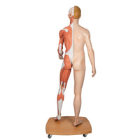 Load image into Gallery viewer, 3B Scientific Life-Size Dual Sex Human Figure, Half Side with Muscles, 39 part - American Hospital Supply
