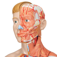 Load image into Gallery viewer, 3B Scientific Life-Size Dual Sex Human Figure, Half Side with Muscles, 39 part - American Hospital Supply
