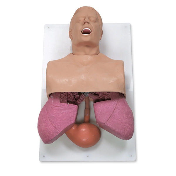 Nasco Healthcare Adult Airway Management Trainer