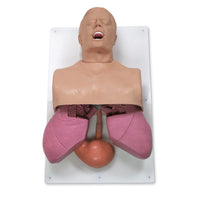 Load image into Gallery viewer, Nasco Healthcare Adult Airway Management Trainer
