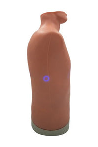 Load image into Gallery viewer, Auscultation Trainer 2.0 - American Hospital Supply
