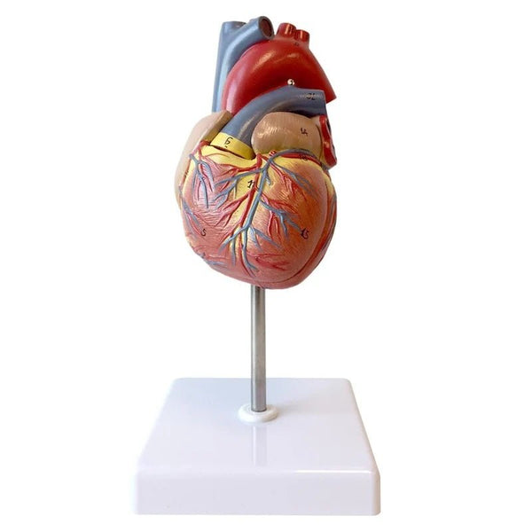 Life - size Human Heart Model - 2 Part - American Hospital Supply