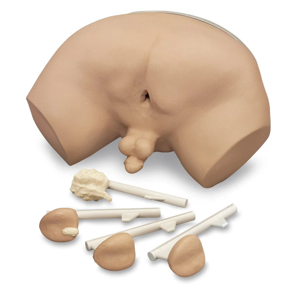 Nasco Healthcare Prostate Examination Simulator - American Hospital Supply