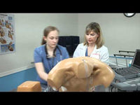 Load and play video in Gallery viewer, CAE Blue Phantom Upper Torso Ultrasound Training Model
