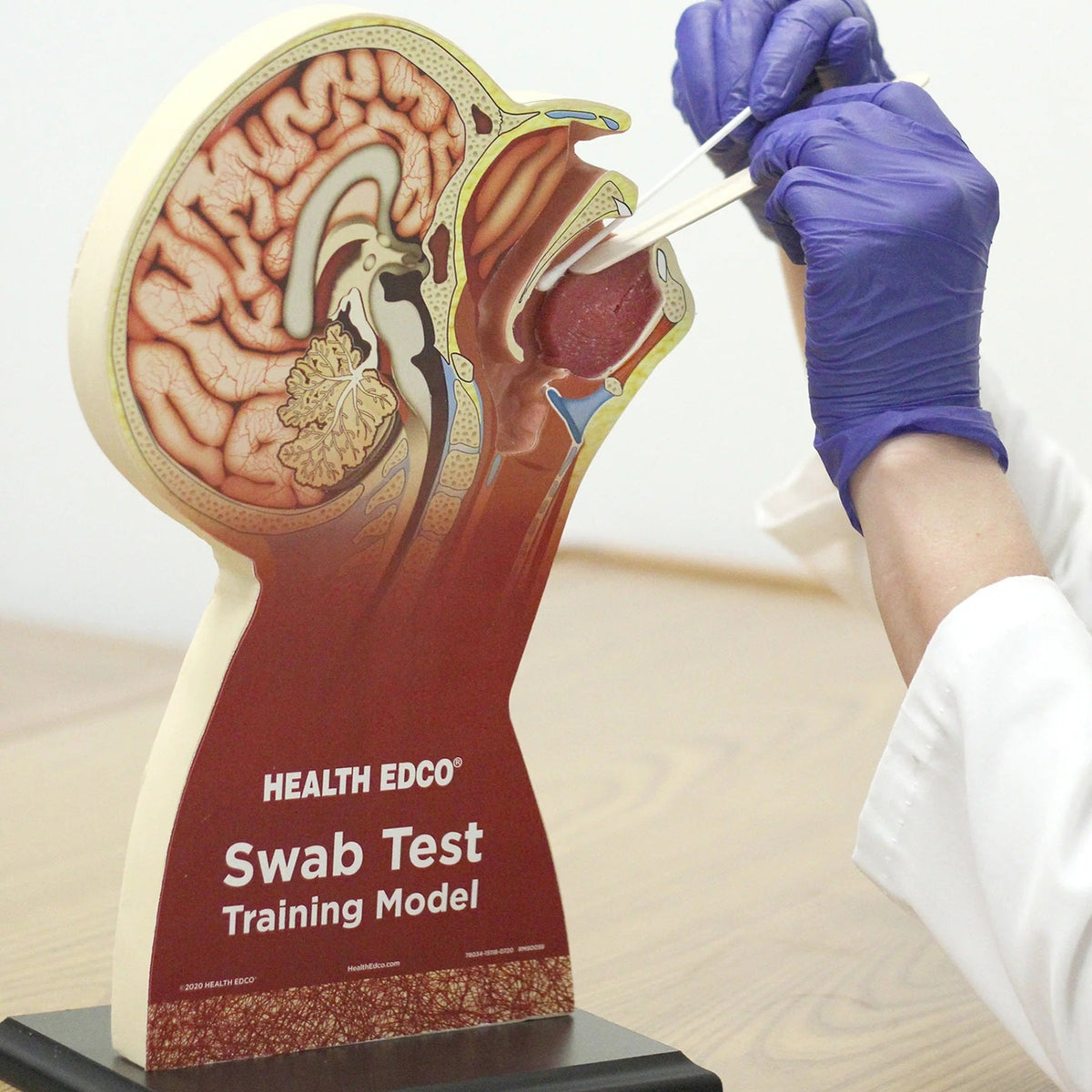 Swab Test Training Model - American Hospital Supply