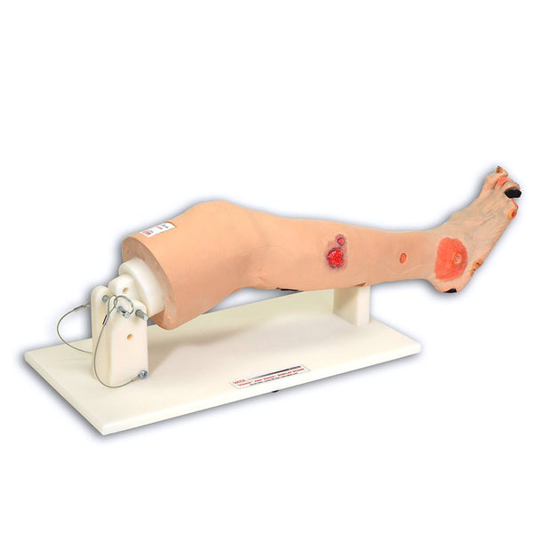 Vata Annie Arterial Insufficiency Leg Model - American Hospital Supply