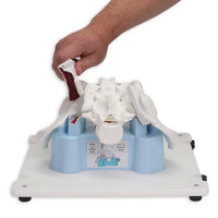 Load image into Gallery viewer, Vata Bonnie Bone Marrow Biopsy Skills Trainer - American Hospital Supply
